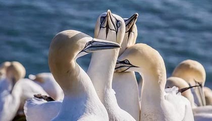 杨瀚森9中9空砍20+9+5表现亮眼 撕裂之城混音惜败