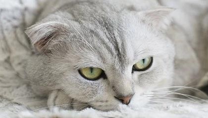 杨瀚森9中9空砍20+9+5表现亮眼 撕裂之城混音惜败